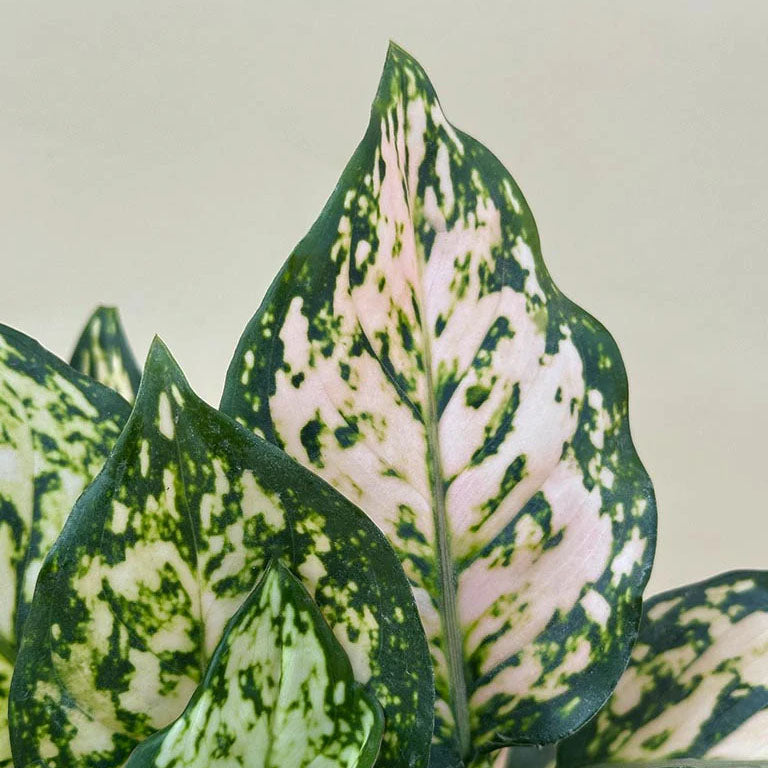 aglaonema eileen care Aglaonema