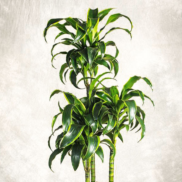 Dracaena