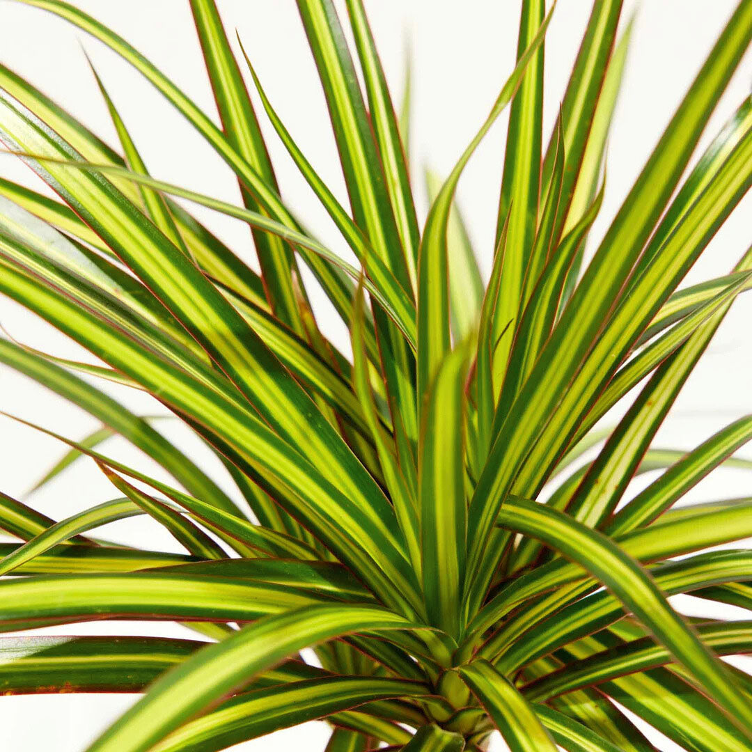 dracaena 'marginata sunray Dracaena Marginata