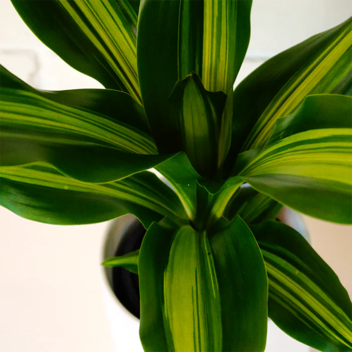 dracaena gold cord Dracena