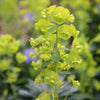 Euphorbia Robbiae