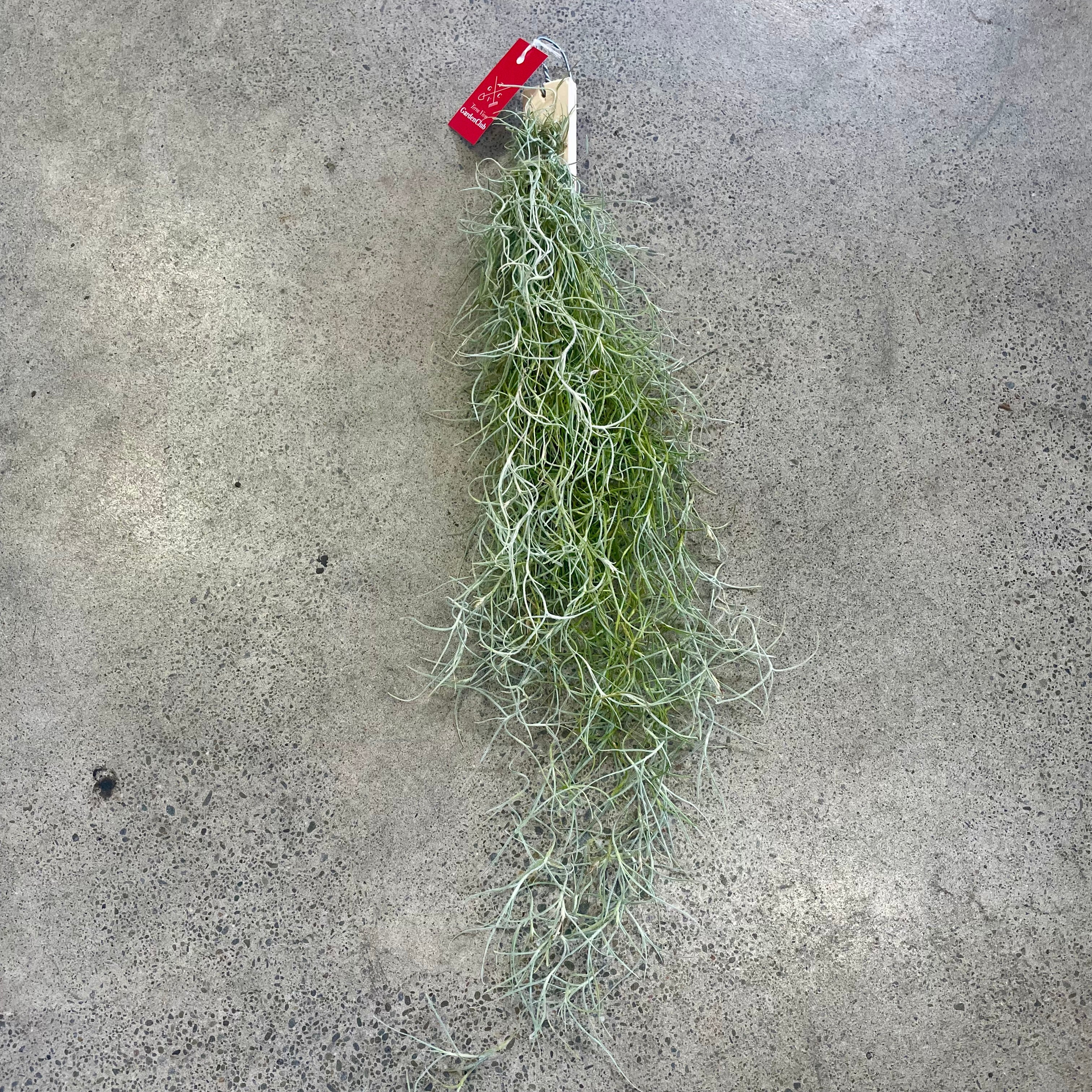 air plants nz Tillandsia usneoides