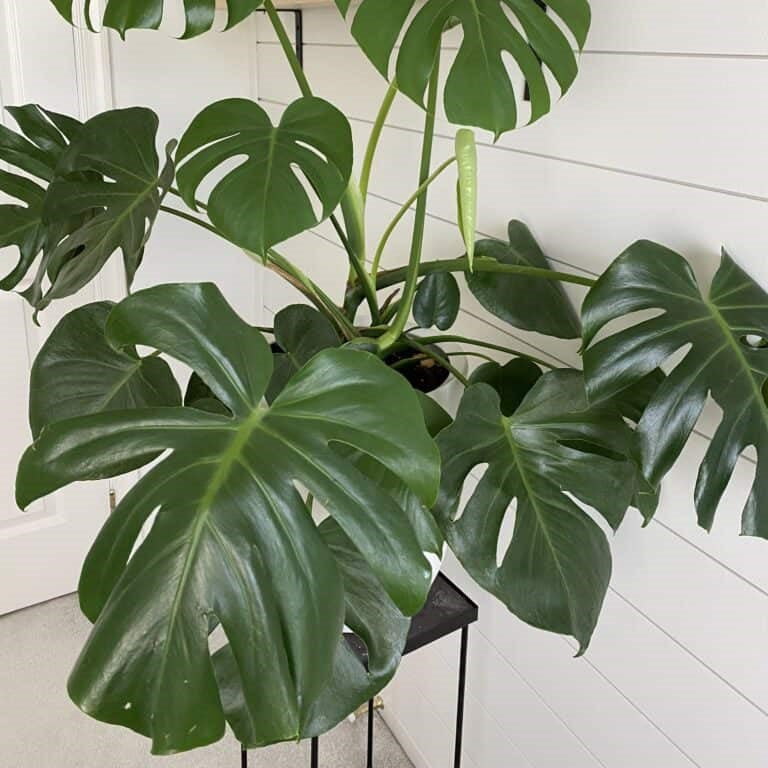 Monstera Deliciosa – Terra Viva Home and Garden