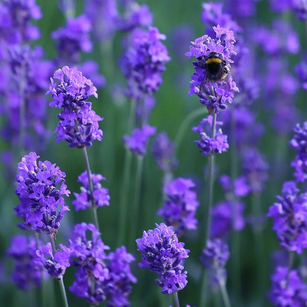 Lavandula Angustifolia