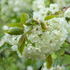 Prunus 'Ukon' 1.5M