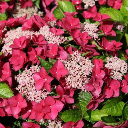 strawberries and cream hydrangea plant Hydrangea