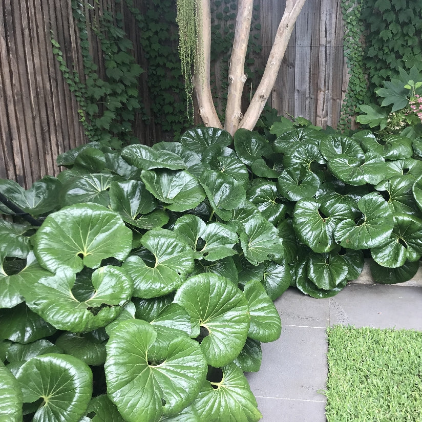 tractor seat plant seeds Ligularia reniformis