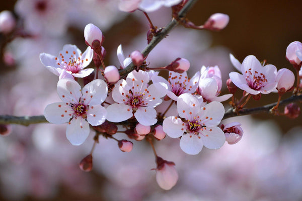 SEPTEMBER - FLOWERS, SHRUBS, & LAWNS - LET’S GET GARDENING!