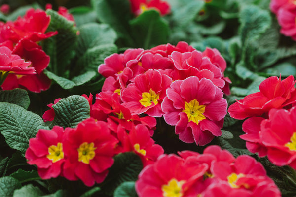 MAY – FULL COLOUR FOR WINTER IS EASY