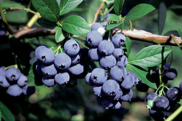 How To Grow Blueberries