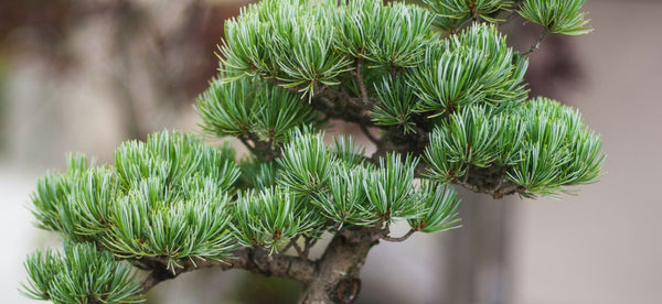 How to Care for your Bonsai