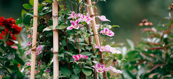 HOW TO GROW CLEMATIS