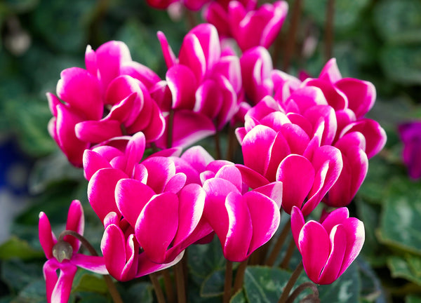 HOW TO GROW CYCLAMEN