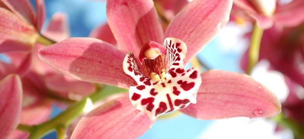 How to Care for your Cymbidium Orchid