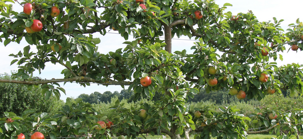 How To Espalier Fruit Trees