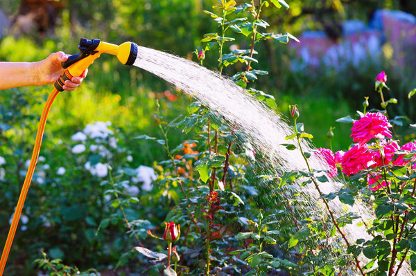 HOW TO WATER YOUR GARDEN EFFECTIVELY