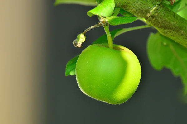 How to Grow Deciduous Fruit Trees