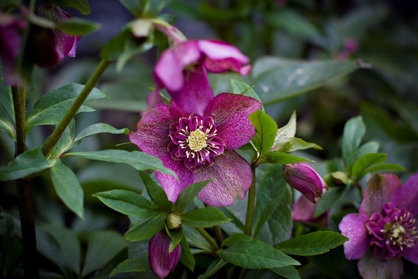 AUGUST - FLOWERS, SHRUBS, & LAWNS - GARDENERS, GET READY!