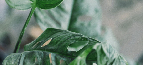 How to Feed Indoor Plants