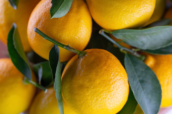 How to Grow Citrus