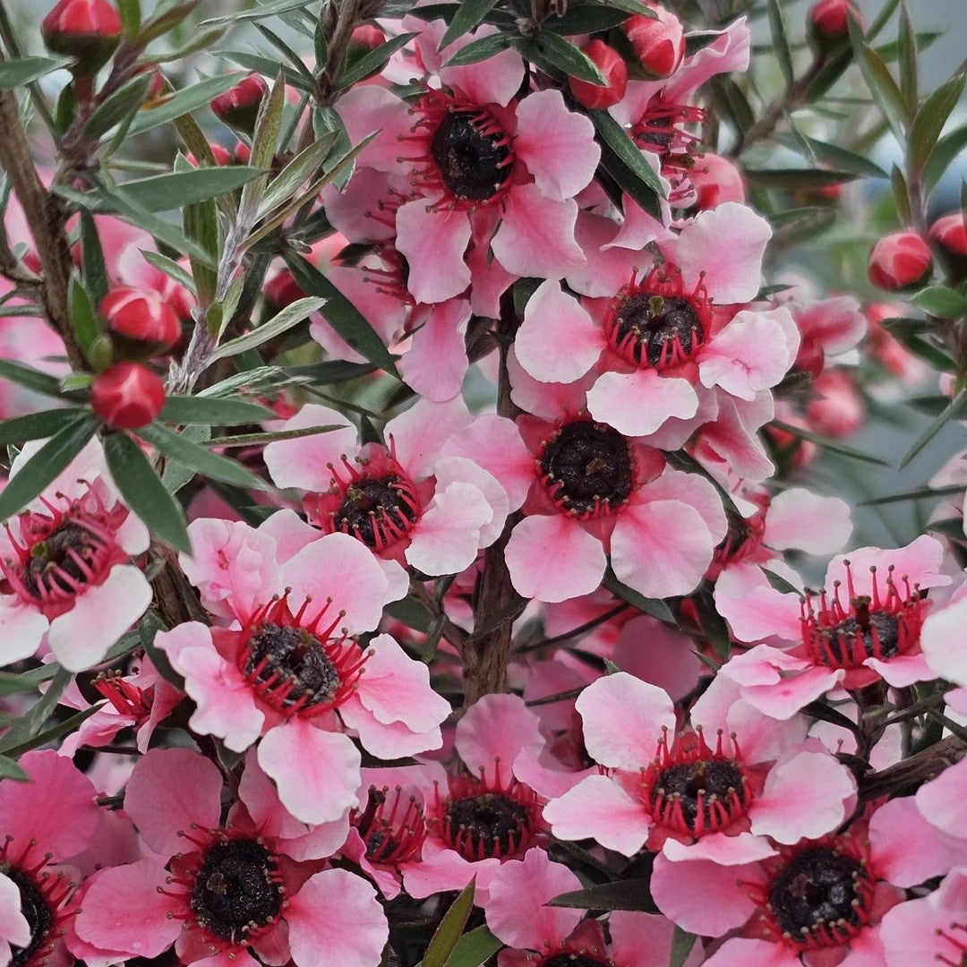 OUTDOOR INSPIRATION NEW ARRIVALS 29 August 2024 Terra Viva Home