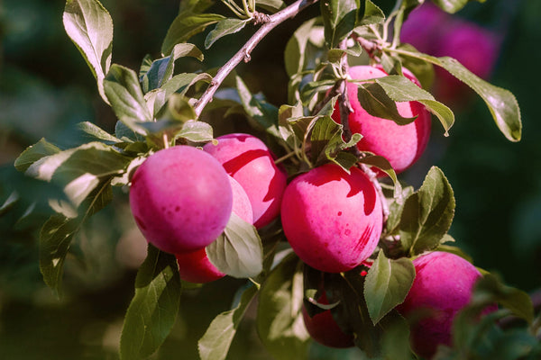 DECEMBER - EDIBLES - Enjoy the fruits of your labours
