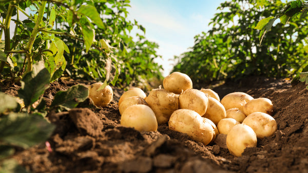 How to Grow Potatoes