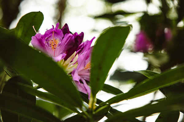 OCTOBER - FLOWERS & LAWNS - This is when the garden really gets cranking – enjoy!