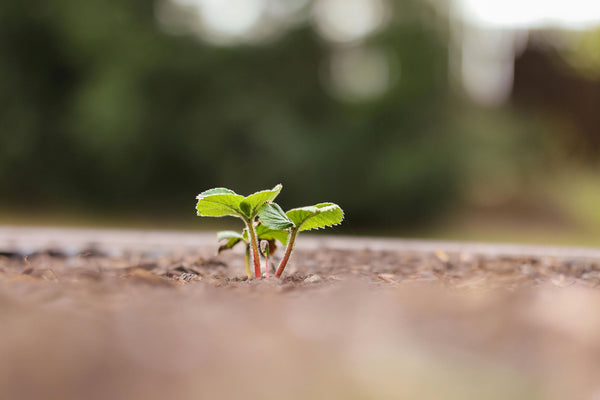 SEPTEMBER - EDIBLES - LET’S GET GARDENING!