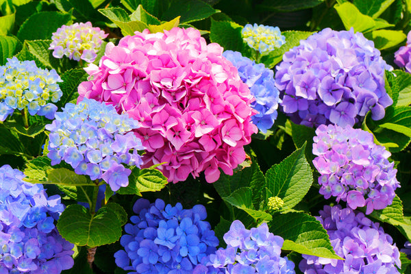 HYDRANGEA GROWING TIPS