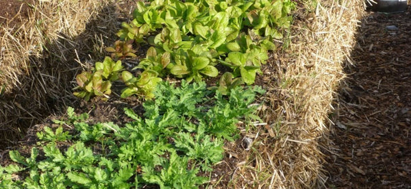 How to Make a Pea Straw Bale Garden