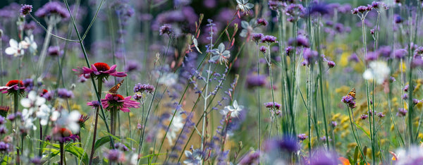 FEBRUARY - BEST PRACTICES and TIPS for the FLOWERING GARDEN (and LAWNS)