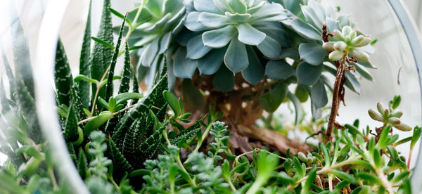 How to Care for your Terrarium