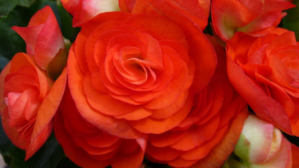 HOW TO GROW BEGONIAS