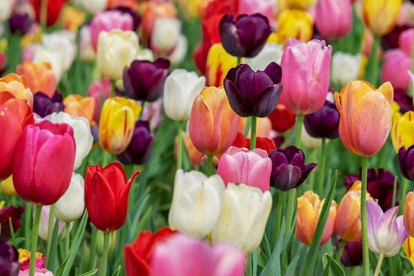 APRIL - BEST PRACTICES and TIPS for the FLOWERING GARDEN (and LAWNS)