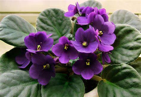 How to Care for your African Violets