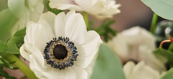 HOW TO GROW ANEMONE