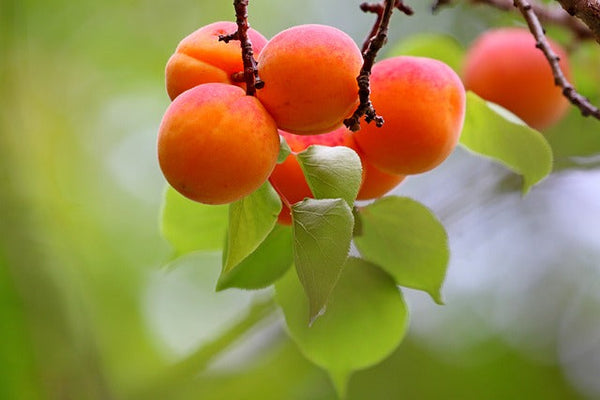 How To Dwarf Stone Fruit Trees in pots