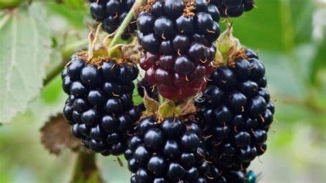 How to Grow Berryfruit and Grapes