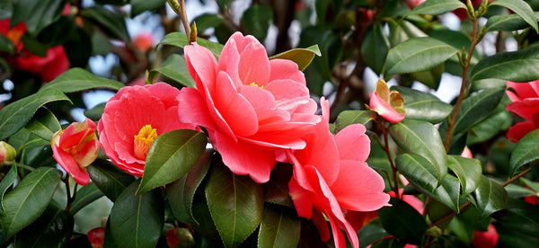 HOW TO GROW CAMELLIAS