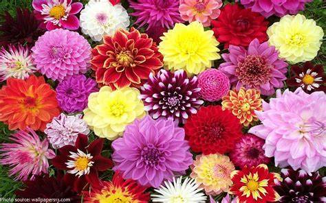 HOW TO GROW DAHLIAS