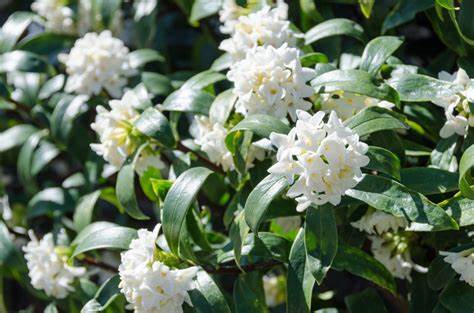 HOW TO GROW DAPHNE