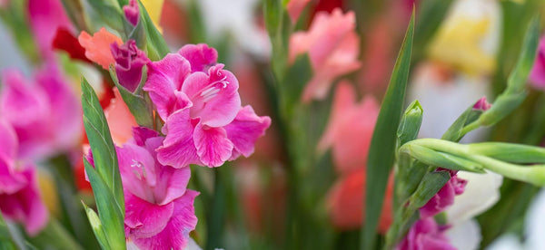 HOW TO GROW GLADIOLI