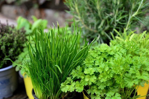 How to Grow Herbs