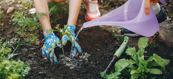 HOW TO GROW VEGETABLES