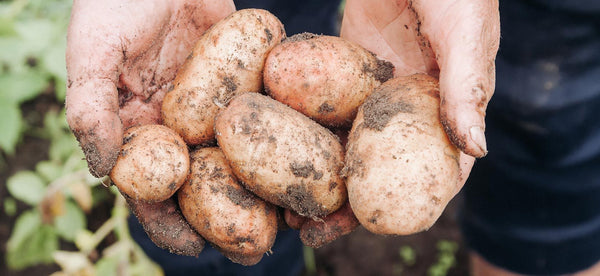 How to Grow Potatoes in a Container