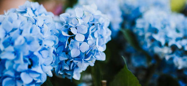 How and When to Prune Hydrangeas