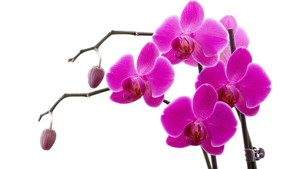 How to Care for your Phalaenopsis Orchid