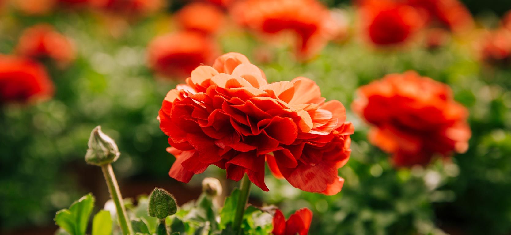 HOW TO GROW RANUNCULUS – Terra Viva Home and Garden