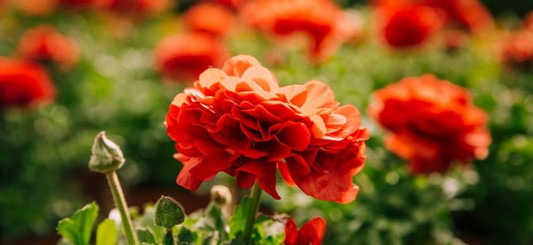 HOW TO GROW RANUNCULUS